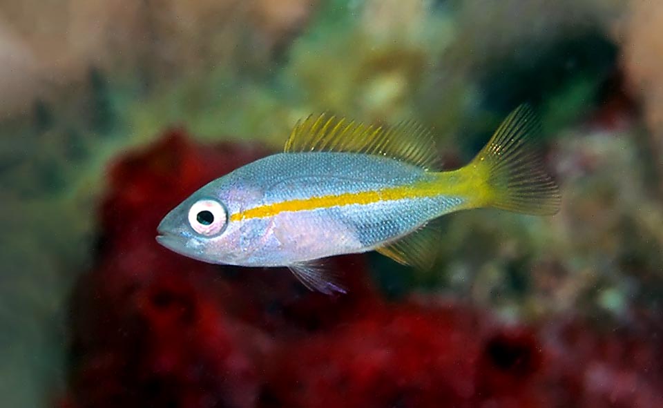 Juvenile of Ocyurus chrysurus still with emarginate tail. If not fished, will mature when about 2 years old with a life expectancy of 17-19, but the trend of the populations is unknown.