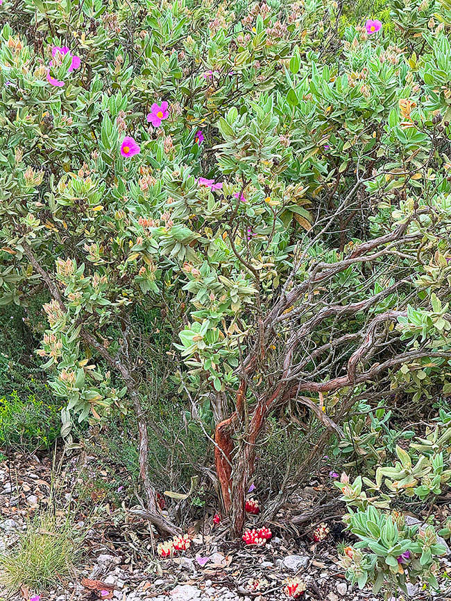 Cytinus ruber è una pianta mediterranea che non è in grado di fare la fotosintesi clorofilliana per mancanza di foglie verdi. Vive quindi come parassita sulle piante di Cistus a fiori rosa, come questo Cistus albidus.