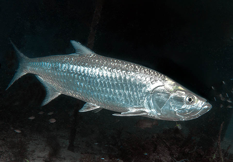 Presente en aguas tropicales y subtropicales a ambos lados del Atlántico, pero también en aguas dulces, Megalops atlanticus posee grandes escamas y puede superar los 2 m.