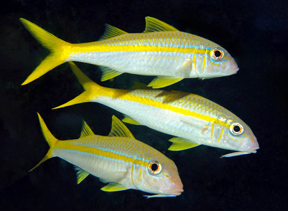 Mulloidichthys martinicus es un salmonete del Atlántico tropical caracterizado por una banda amarilla longitudinal.