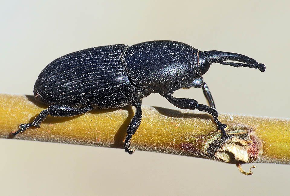 Il Punteruolo nero (Schyphophorus acupunctatus) è stato introdotto nel 1991 dall’America centrale in serre olandesi con piante di Dracena e Beucarnea.