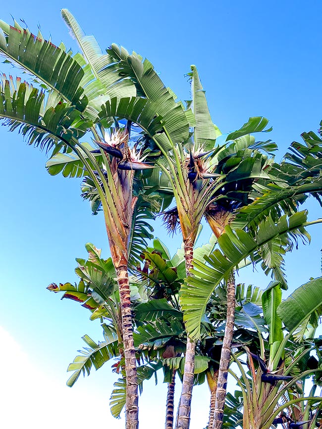 Strelitzia nicolai is a south-east African perennial evergreen reaching with dense tufts 5-12 m of height.