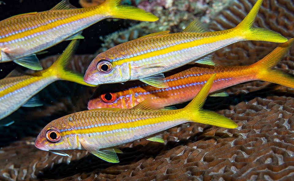 The flesh of Mulloidichthys martinicus is excellent, but fishing is moderate and these juveniles have good chances to get adult.