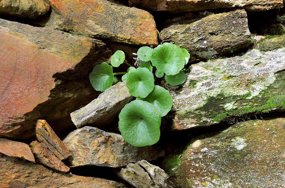 The Venus' navel (Umbilicus rupestris) is a geophyte frequent on shady rocks and stone walls in the Mediterranean area up to more than 1200 m of altitude.