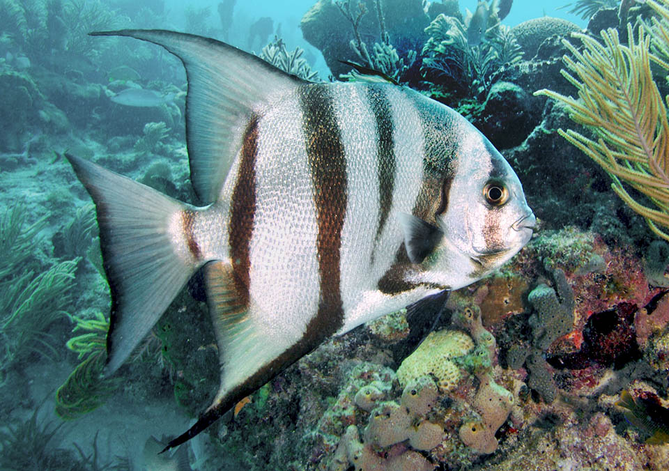 The body of Chaetodipterus faber, usually half a metre long with a record of 90 cm, is almost discoid, very compressed, silvery, grooved by 6 vertical black bands.