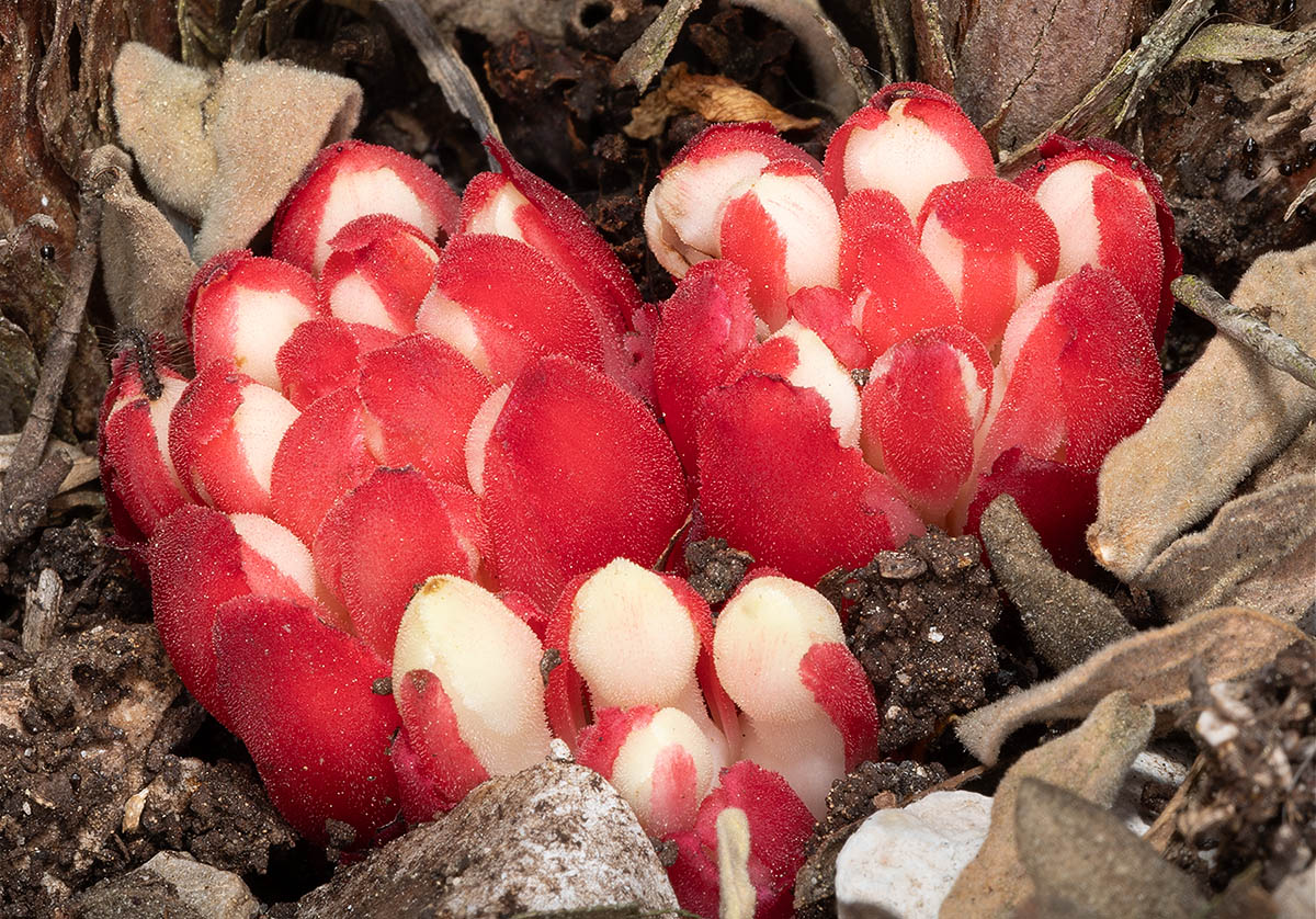 Cytinus ruber is only visible from March to May, when sprouts on the ground for blooming from the root tissues of the host.