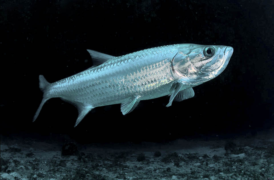 The Elopiformes have leptocephalus larvae like the Anguilliformes but evoke herrings at first sight. The Tarpon (Megalops atlanticus) may reach 2,5 m and 160 kg.