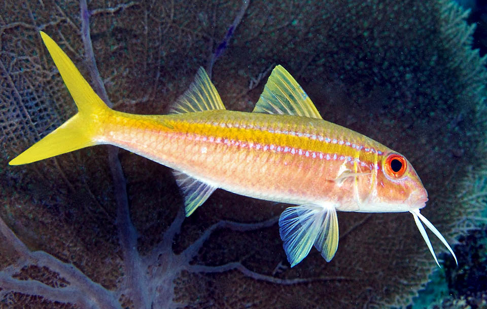 Lungo in media 28 cm, Mulloidichthys martinicus ha due pinne dorsali e vistosi barbigli: organi chemosensoriali molto sensibili per sfiorare i fondali alla ricerca d’invertebrati bentonici.