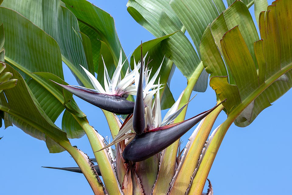 Simile a un banano con fiori spettacolari, Strelitzia nicolai fu la prima specie del genere Strelitzia introdotta in Europa nel 1773 al Giardino Reale di Kew.