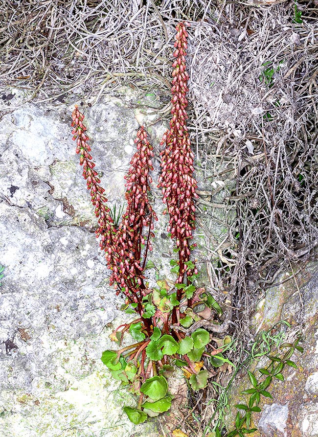 Alto 20-50 cm, Umbilicus rupestris ha un rizoma tuberoso. Il fusto eretto, glabro, produce fiori su più della metà della sua lunghezza.