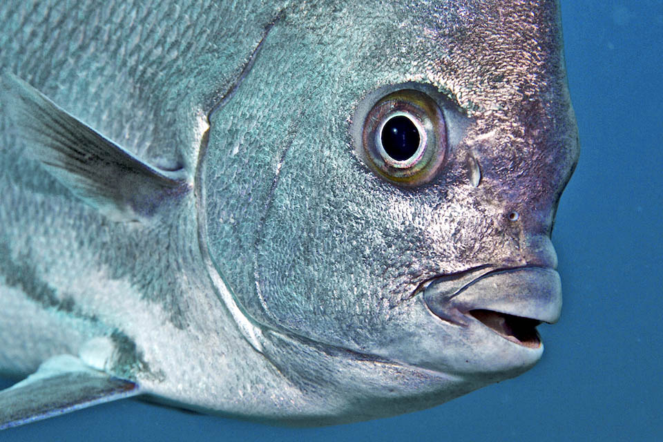 The profile of Chaetodipterus faber shows a slight swelling at the eyes level and the mouth is small with bands of brush-like teeth.