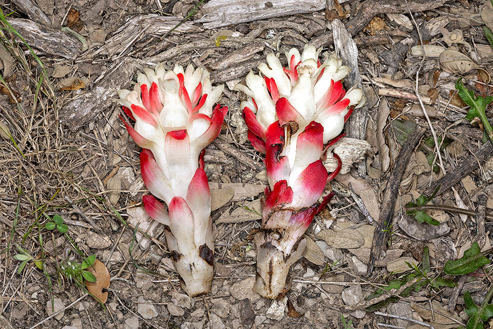 The buried trunk of Cytinus ruber, no taller than about ten centimeters, is covered by fleshy raspberry red scales and produces flowers merged in inflorescences.