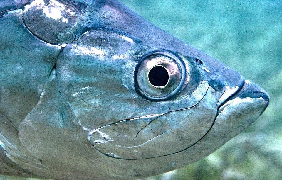 Sin dientes grandes, se traga las presas pequeñas enteras y tritura el resto, que sujeta con dientes finos y apretados en la sólida placa ósea del centro de la mandíbula inferior.