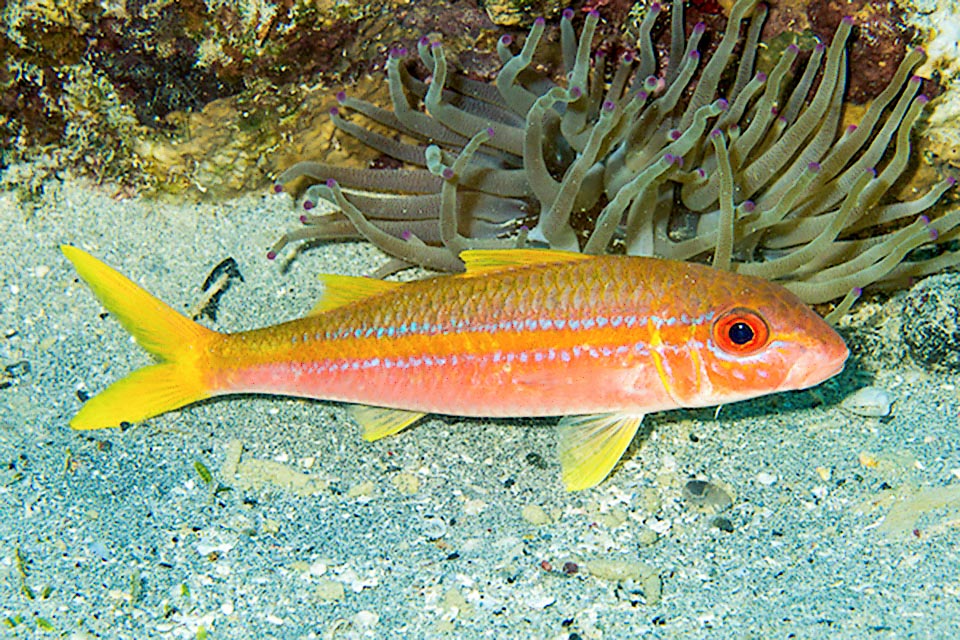 The livery of Mulloidichthys martinicus is quite variable depending on mimetic needs and the emotions, and here the dominant tone is decidedly red.