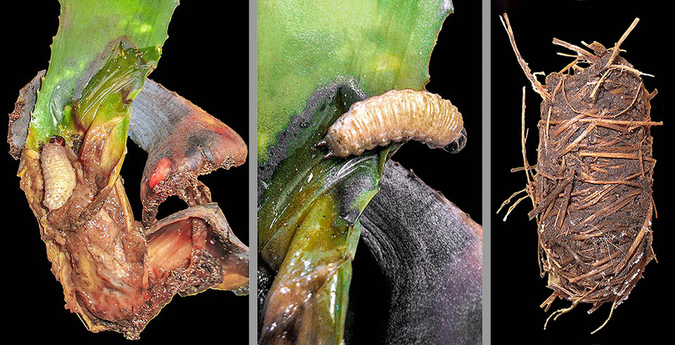 Larva di Scyphophorus acupunctatus mentre si nutre di una foglia. Larva matura che non si alimenta e si appresta a costruire la camera pupale, a destra, dove avviene la metamorfosi.