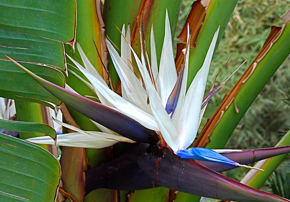 I fiori di Strelitzia nicolai, con sepali esterni bianchi, hanno un vistoso petalo blu che racchiude le antere e gli stili e si drizza nel giro di 2 giorni alla verticale segnalando l'abbondanza di nettare.