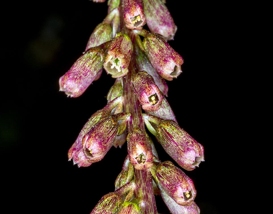 Particolare ingrandito dell’infiorescenza di Umbilicus rupestris. Le corolle, tubuloso-campanulate, sono lunghe 7-10 mm. Le foglie raccolte giovani sono commestibili ed hanno virtù medicinali.