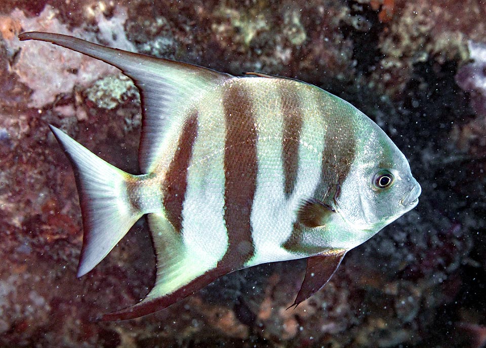 Chaetodipterus faber se nourrit en effet de plancton mais aussi de petits crustacés, surtout des amphipodes, de mollusques, de méduses, d'annélides et de cnidaires.