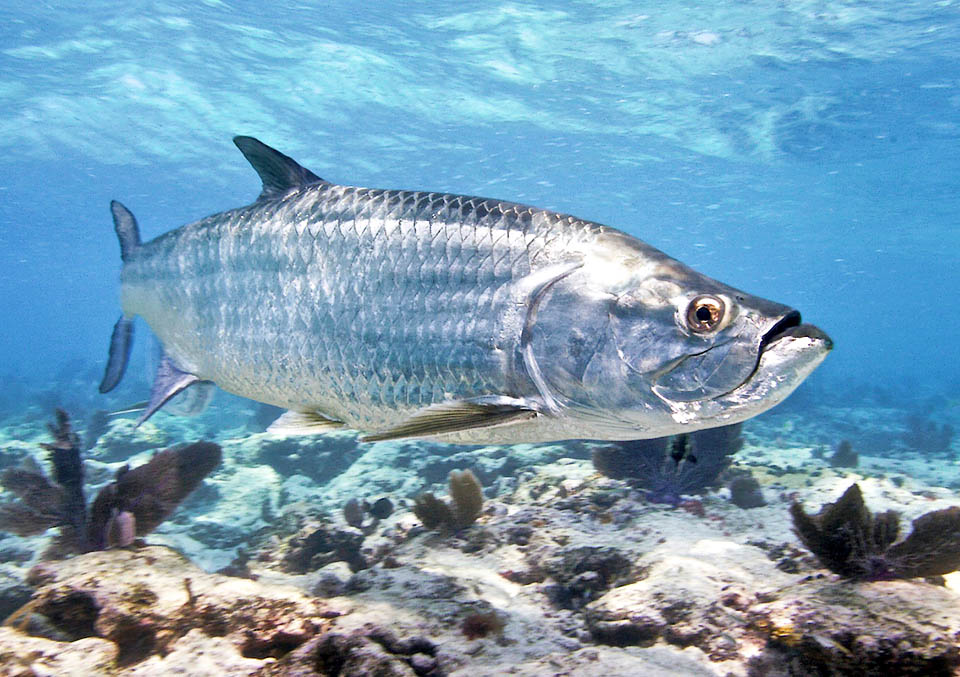 Megalops atlanticus nage dans divers milieux surtout entre la surface et 15 m de profondeur mais on peut aussi le trouver au large où il se reproduit à 200/ 250 km de la côte.