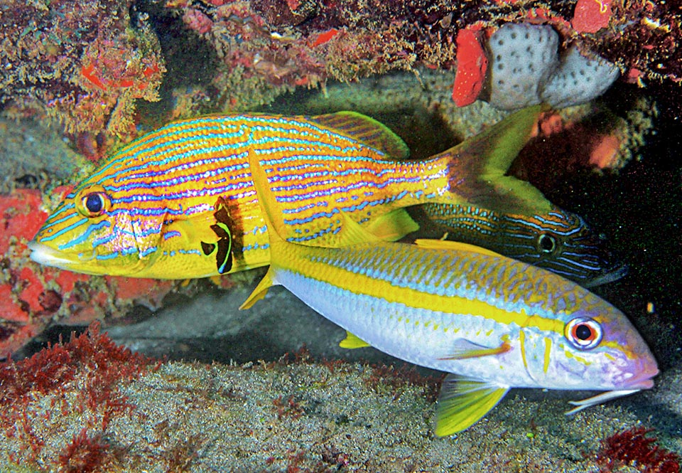 Para mostrar la increíble velocidad con la que los colores de este salmonete cambian debido al efecto de los cromatóforos, comparamos estas dos imágenes, tomadas con un momento de diferencia en la estación de limpieza que sostiene un joven Pomacanthus paru, el pececillo en el centro de la foto que crece liberando a los peces de los parásitos de la piel.