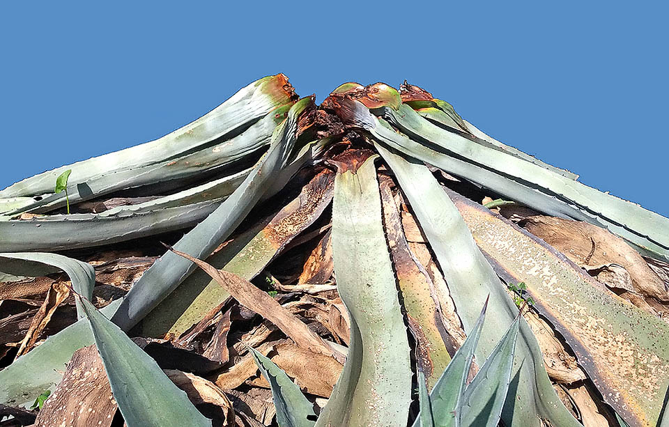 Agave americana effondrée sur elle-même après l'alimentation des larves de Scyphophorus acupunctatus. Elles véhiculent la bactérie pathogène Ewinia carotovora, qui provoque le pourrissement des tissus.