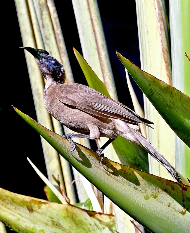 The birds fond of sugary substances, like this Philemon buceroides, do not wait.