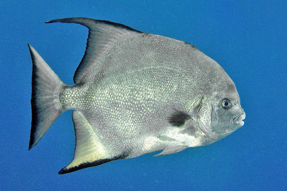 Growing, the black bands fade until they disappear in the big adults. Conversely remains the typical black spot at the base of the pectoral fins.