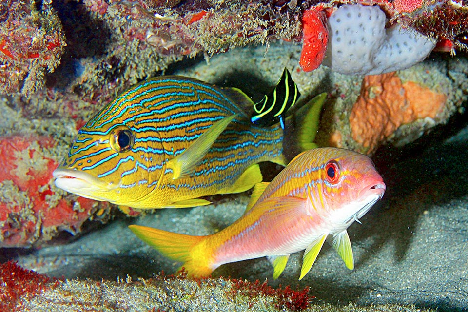 L’instant d’après, toujours avec Haemulon sciurus dans le cabinet qui a pour enseigne des éponges, le rouget à la bande jaune et aux teintes bleuâtres est devenu rouge.