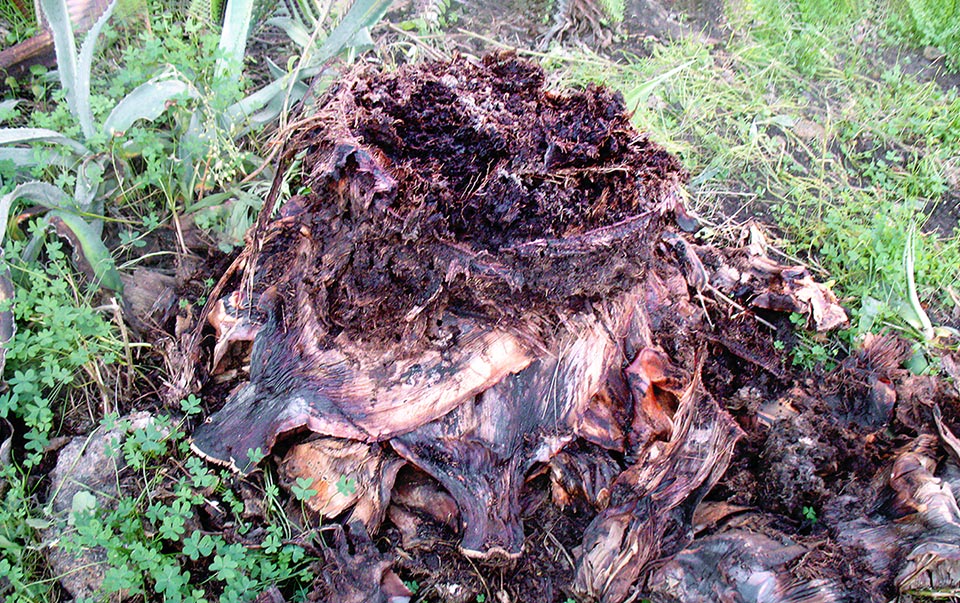 These are the agave remains. The sad outcome with the decomposition of a splendid ornamental plant.