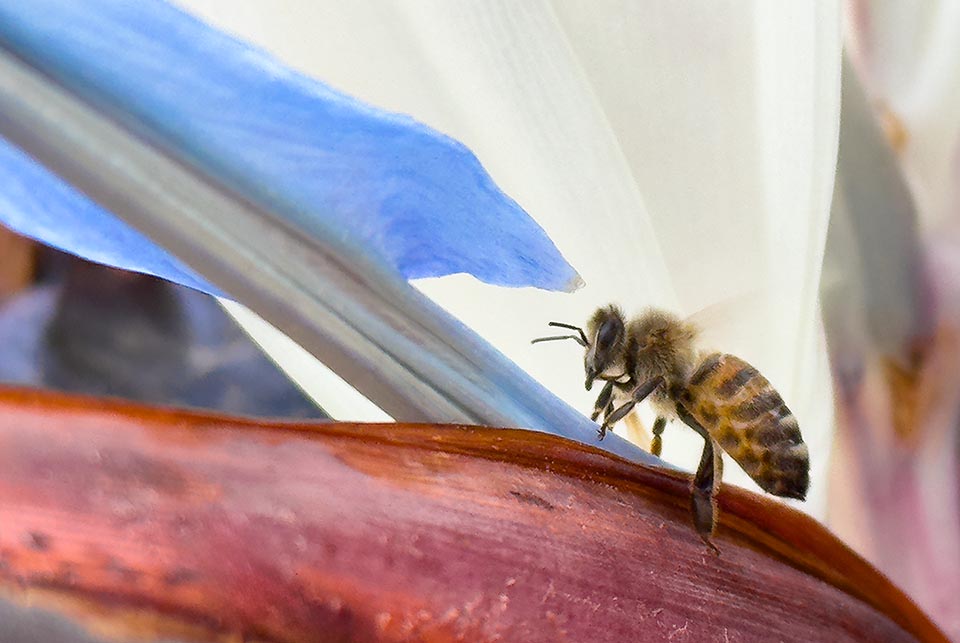 E naturalmente accorrono anche le api, contribuendo, dove gli uccelli nettarivori scarseggiano, all’impollinazione della pianta.