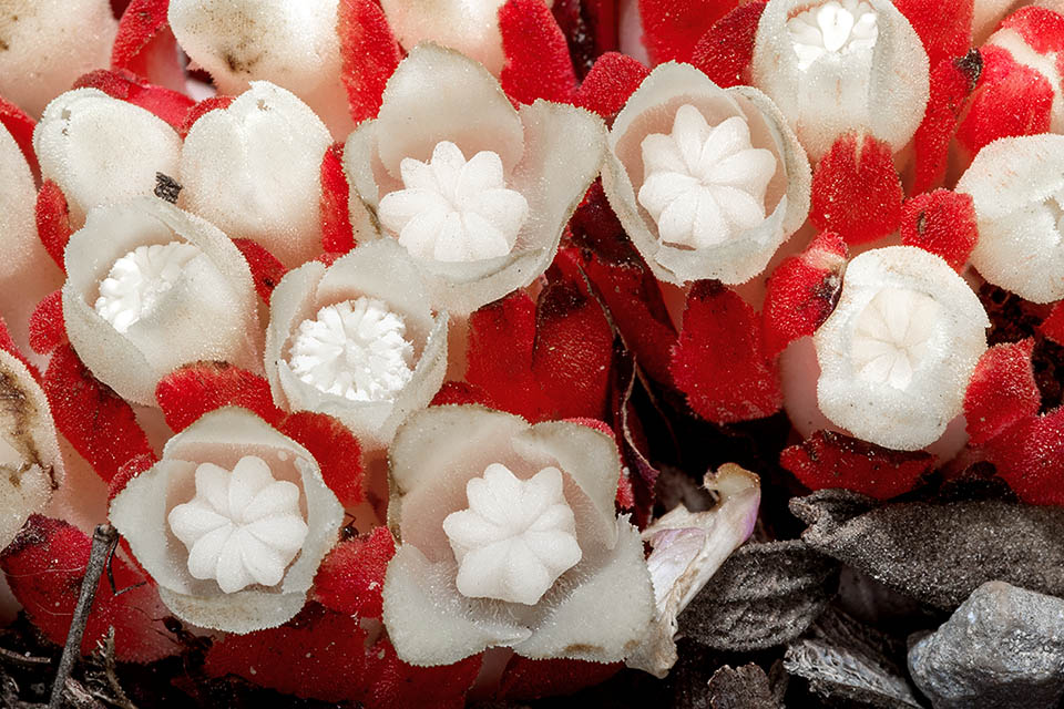 Détail de deux inflorescences de Cytinus ruber. Les fleurs femelles s'ouvrent quelques jours avant les fleurs mâles du milieu.