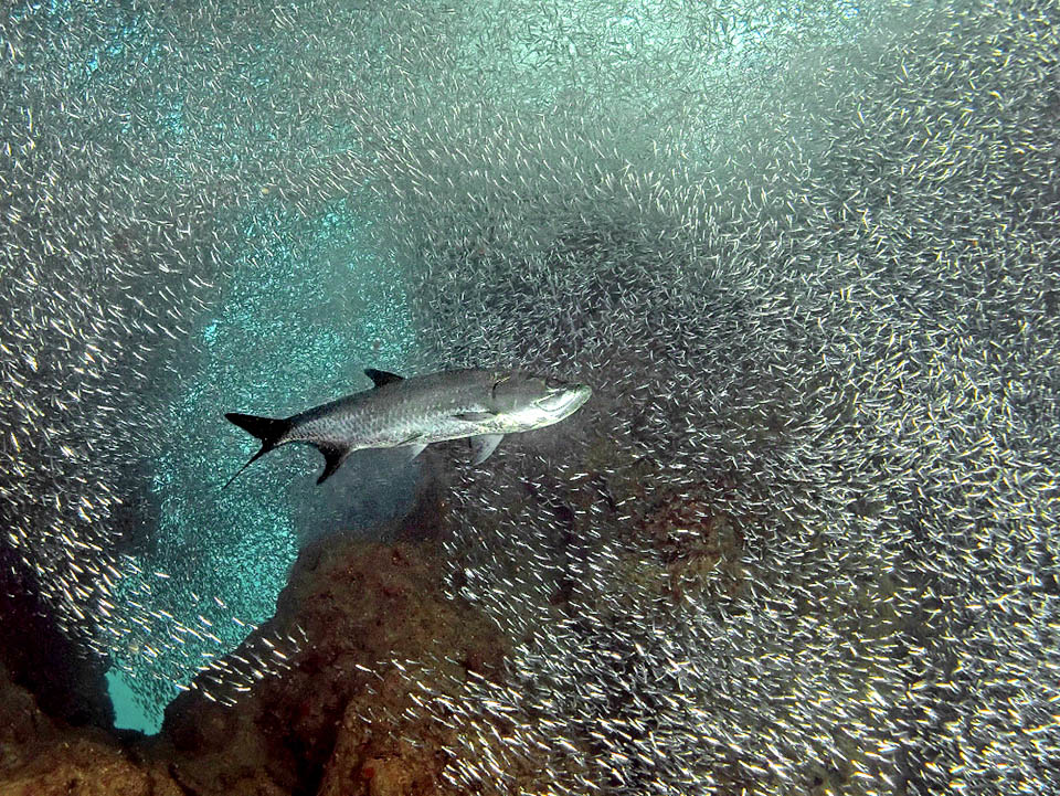 Sans pour autant oublier les crustacés Megalops atlanticus sème naturellement la terreur parmi les bancs de petits poissons qu'il avale vivants sans effort.