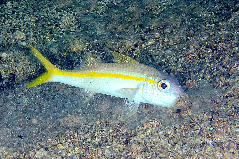 Mulloidichthys martinicus in opera, mentre guidato dai barbigli sta arando il fondo alla ricerca di policheti, molluschi bivalvi e piccoli crostacei.