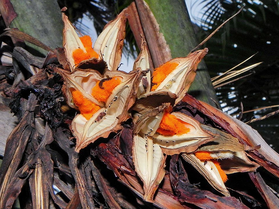 Les graines de Strelitzia nicolai, recouvertes d'un arille laineux orange vif riche en lipides, se forment en automne-hiver.