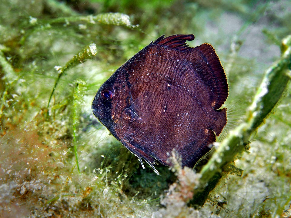 Juveniles grow in the estuaries and the mangroves formations. Their livery is dark and swimming often at an angle they seem dead leaves.