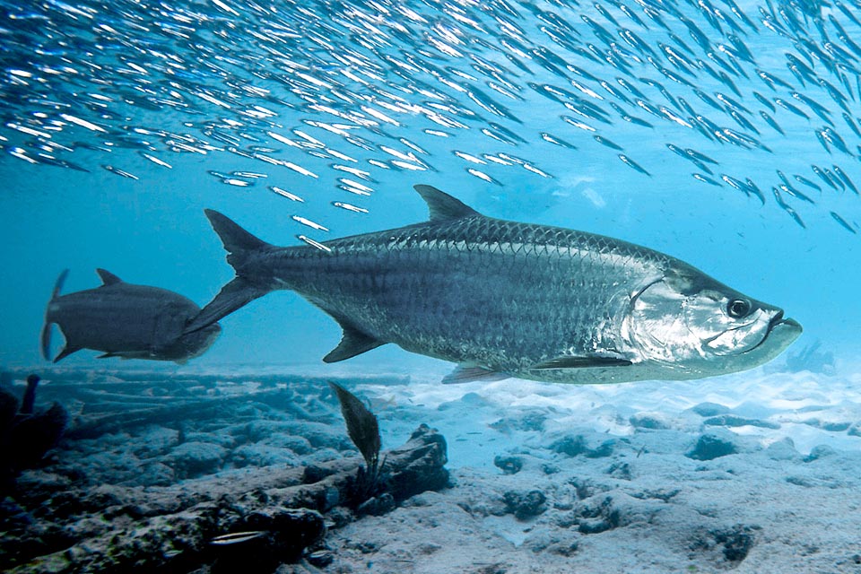 Las sardinas son una de sus presas favoritas. A su vez, es presa de tiburones, caimanes y pescadores deportivos que lo capturan sólo por placer, como un trofeo.