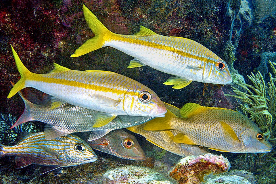 Often it associates to schools of Haemulidae and Lutjanidae to get unobserved to eyes of predators with some of more chances of survival in case of attacks, but when hunts alone, some fishes like Caranx ruber survey it closely, take advantage from its ability in finding out with barbels the preys to steal him, quickly, the food from its mouth.