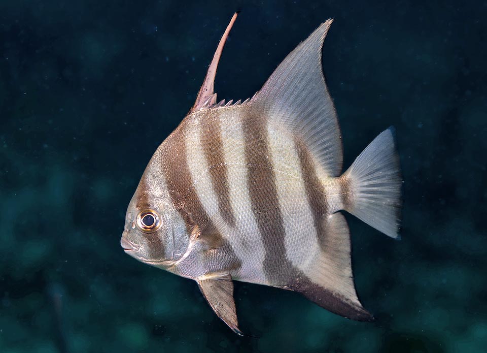 In this intermediate liver of Chaetodipterus faber are well visible the mimetic vertical bands and the separation between soft and spiny rays of the dorsal fin.