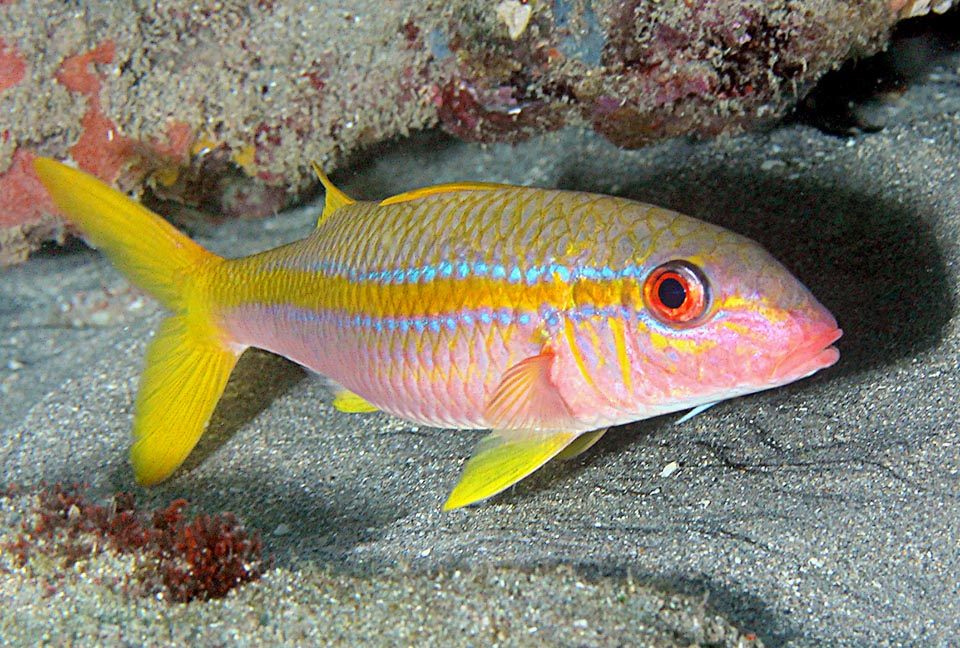 La reproduction de Mulloidichthys martinicus a lieu deux fois par an, au printemps et en automne. Les oeufs, pélagiques, sont confiés aux courants.