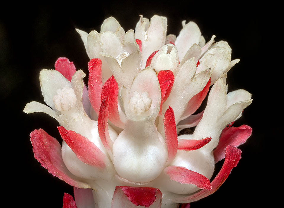 Les fleurs de Cytinus ruber persistent environ 6 jours. La base des fleurs femelles fécondées enfle en une baie blanche et charnue contenant environ 25 000 graines.