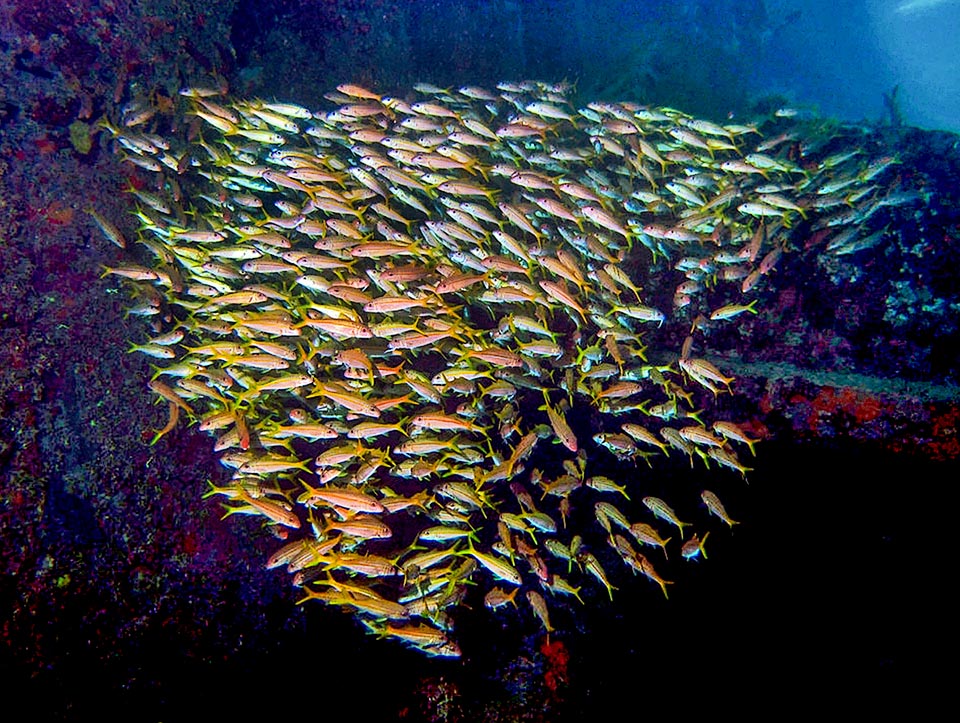 The juveniles grow together forming often huge schools of peers. A habit they keep even when adult while moving or hunting during the day.