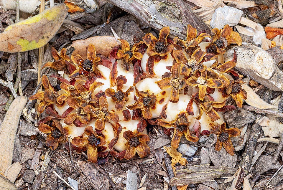 They are powdery, immersed in a viscous pulp. Mainly dispersed by ants, they germinate often in the anthills close to the roots of other Cystus.