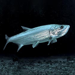 Megalops atlanticus - Monaco Nature Encyclopedia