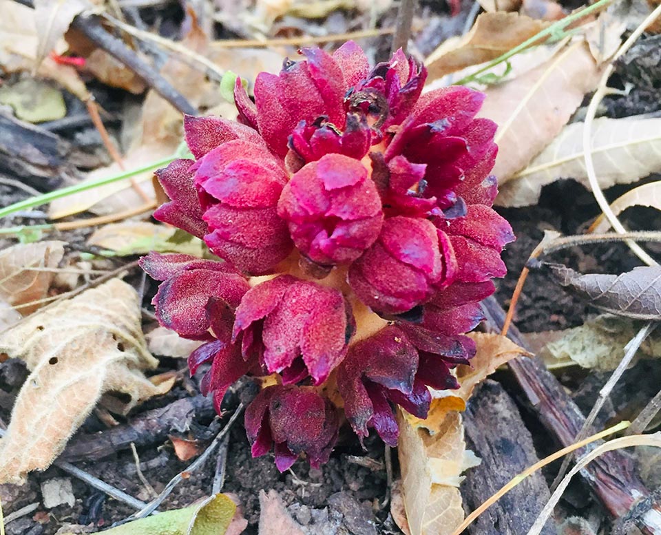 Bdallophytum americanum is a holoparasitic plant, unable of photosynthesis. It develops inside the roots of the host plants, whilst emerge only the flowers and the fruits.