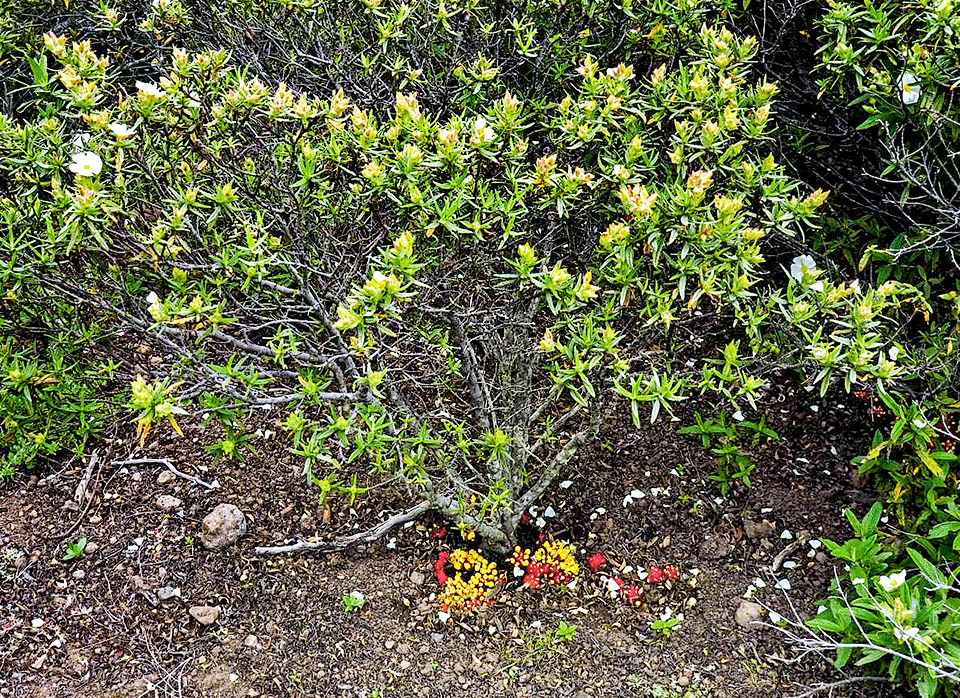 Presente in ambiente mediterraneo fin verso gli 800 m d’altitudine Cytinus hypocistis, è un parassita dei Cistus a fiori bianchi ed altre Cistaceae come Halimium halimifolium.