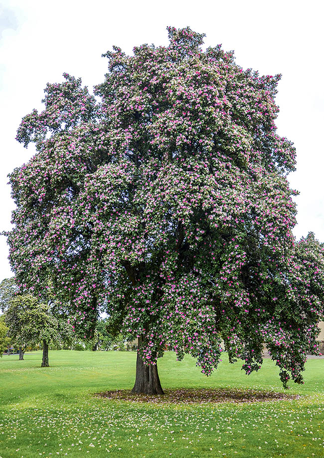 Lagunaria patersonia est une espèce sempervirente australienne qui peut atteindre 15 m.