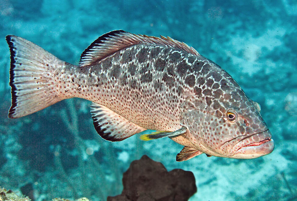 Lunga in genere 45 cm, la Cernia pinna gialla (Mycteroperca venenosa) è presente nelle acque tropicali e subtropicali dell’Atlantico occidentale dalle Bermude al Brasile.