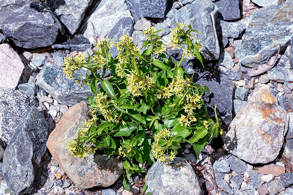 Introduced in North America, Vincetoxicum hirundinaria is native to continental Eurasia, from Europe Atlantic coasts to Russia and Japan, and on north African reliefs.