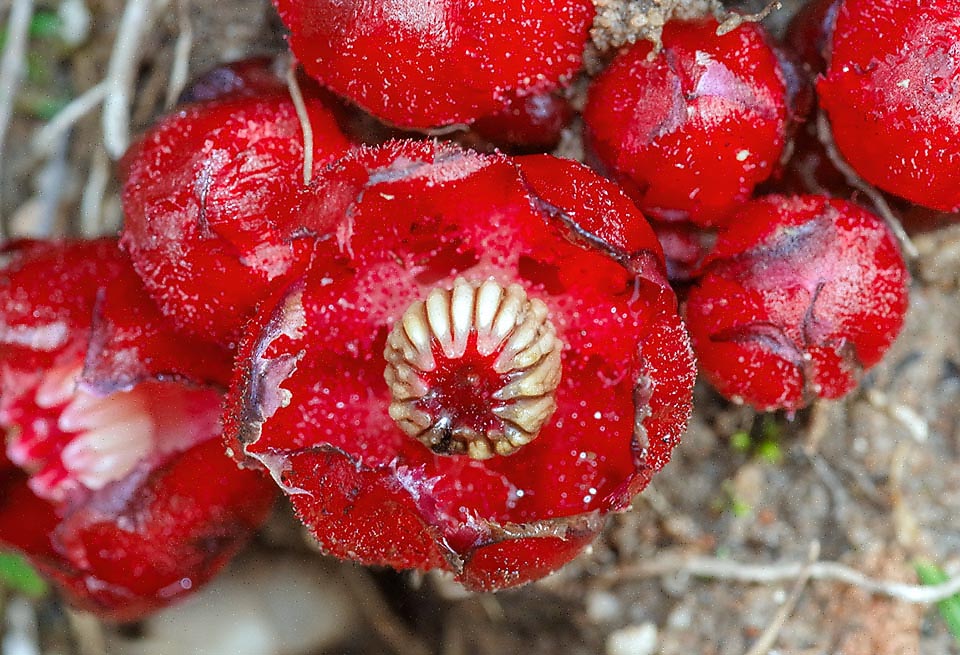 Cytinus sanguineus ha fiori robusti, scarlatti e inodori. Quelli maschili sono caratterizzati dalla colonna centrale con le antere disposte attorno che rilasciano polline bianco.