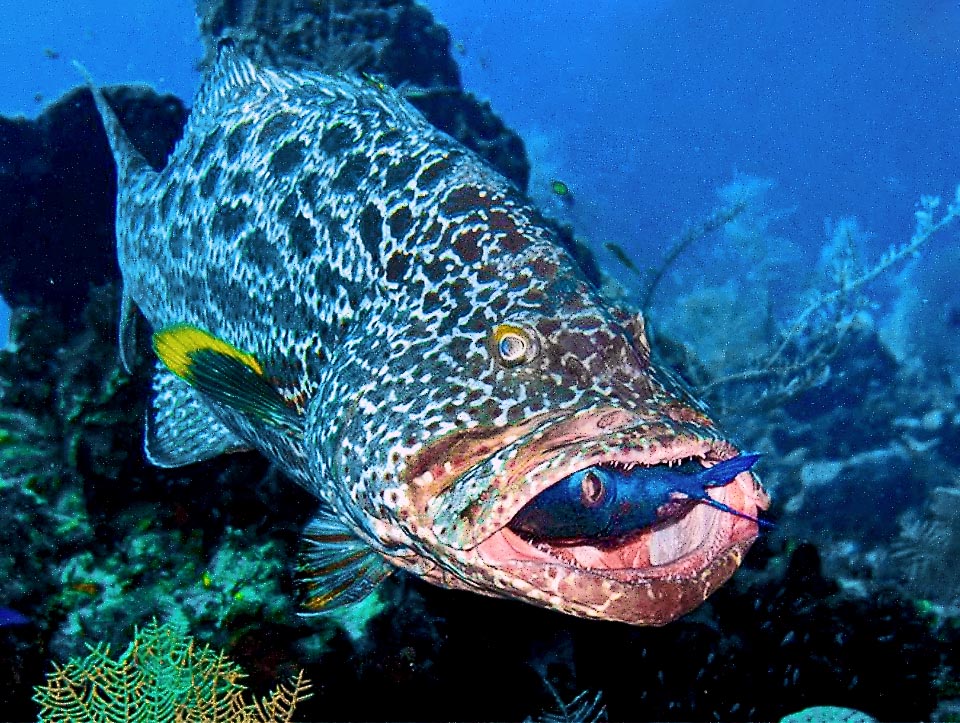 Instead this is a happy Mycteroperca venenosa as it has just seized a reluctant Acanthurus. Mycteroperca venenosa feeds per 90% of fishes and is preyed upon in turn by the big sharks and the fishermen. In fact its flesh is excellent, but as the specific name reminds in some sites may aver venomous, because at ciguatera risk.